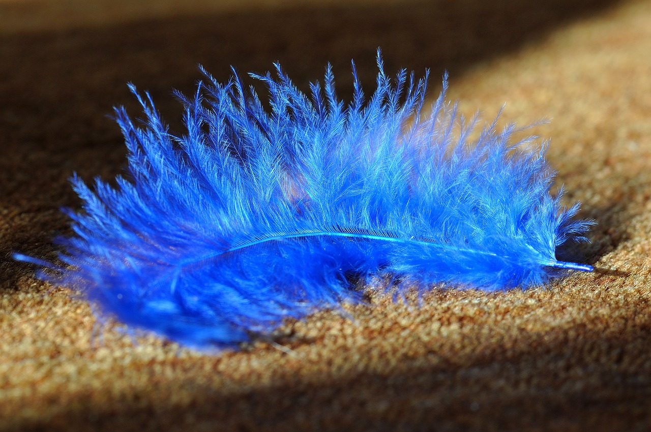 feather-657483_1280