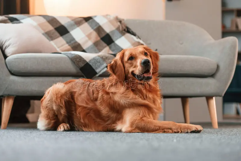 calm-pet-relaxed-lying-down-floor-cute-golden-retriever-dog-indoors-domestic-room-273208754