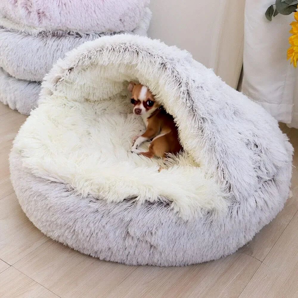 chihuahua2