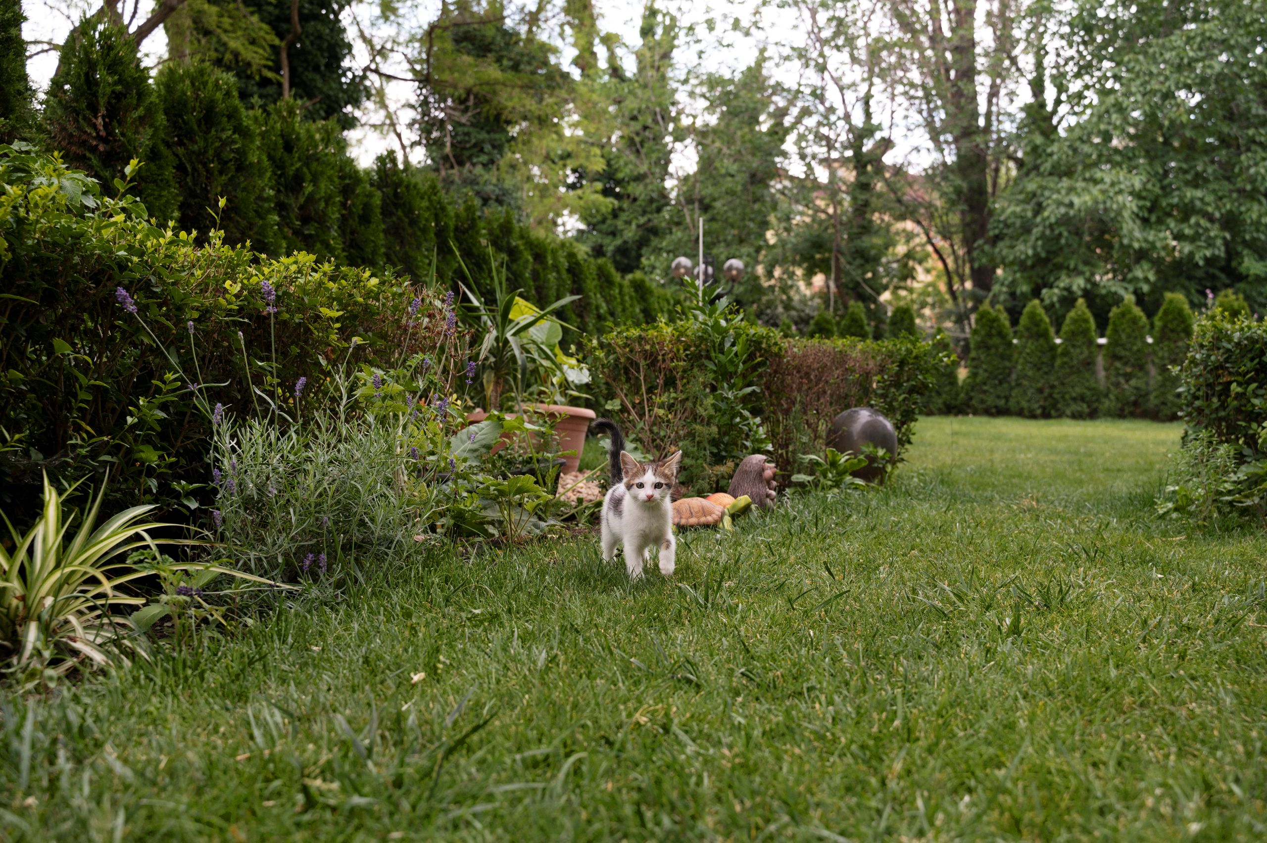 cute-cat-spending-time-outdoors