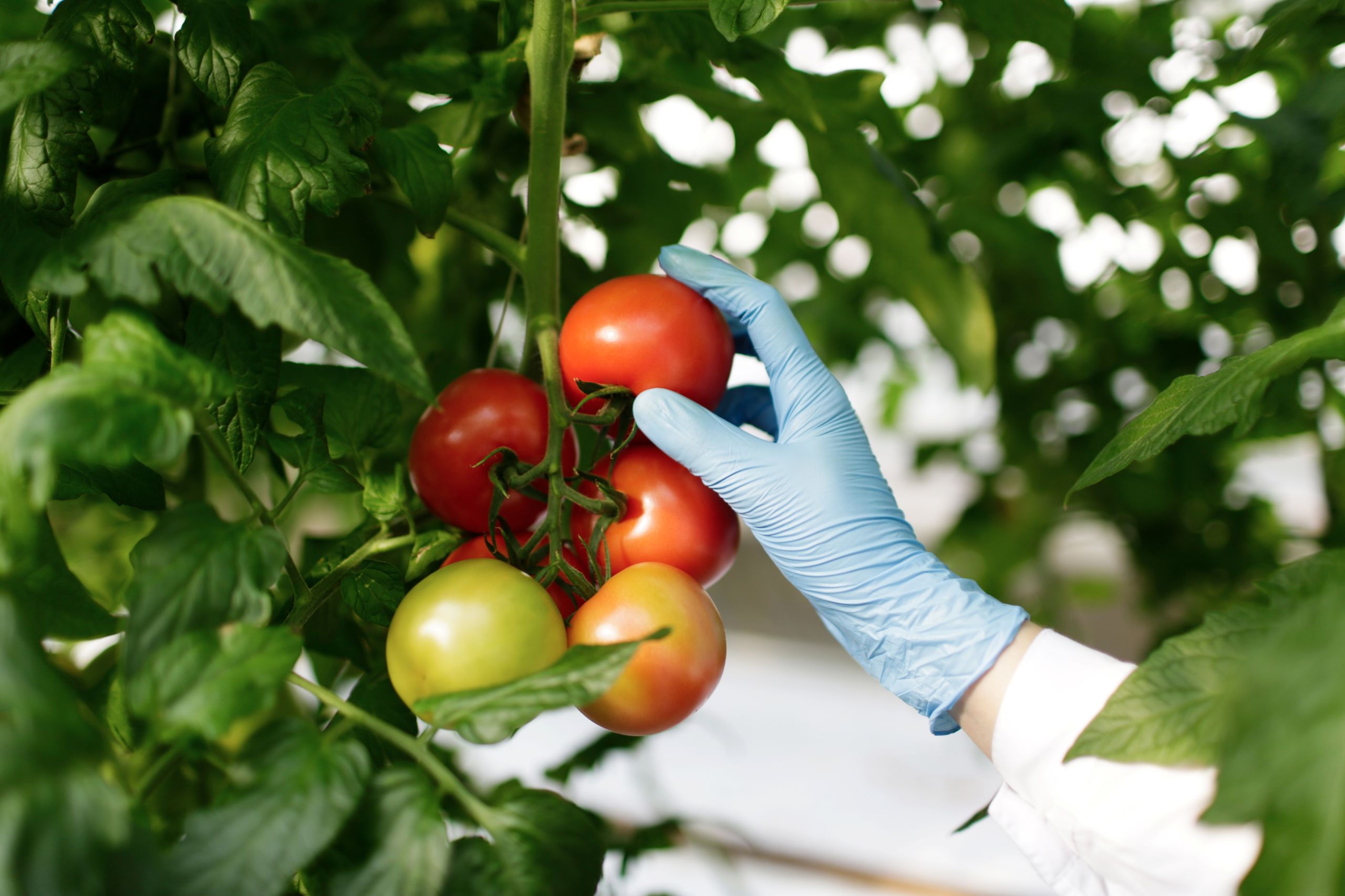 food-scientist-showing-tomatoes-greenhouse