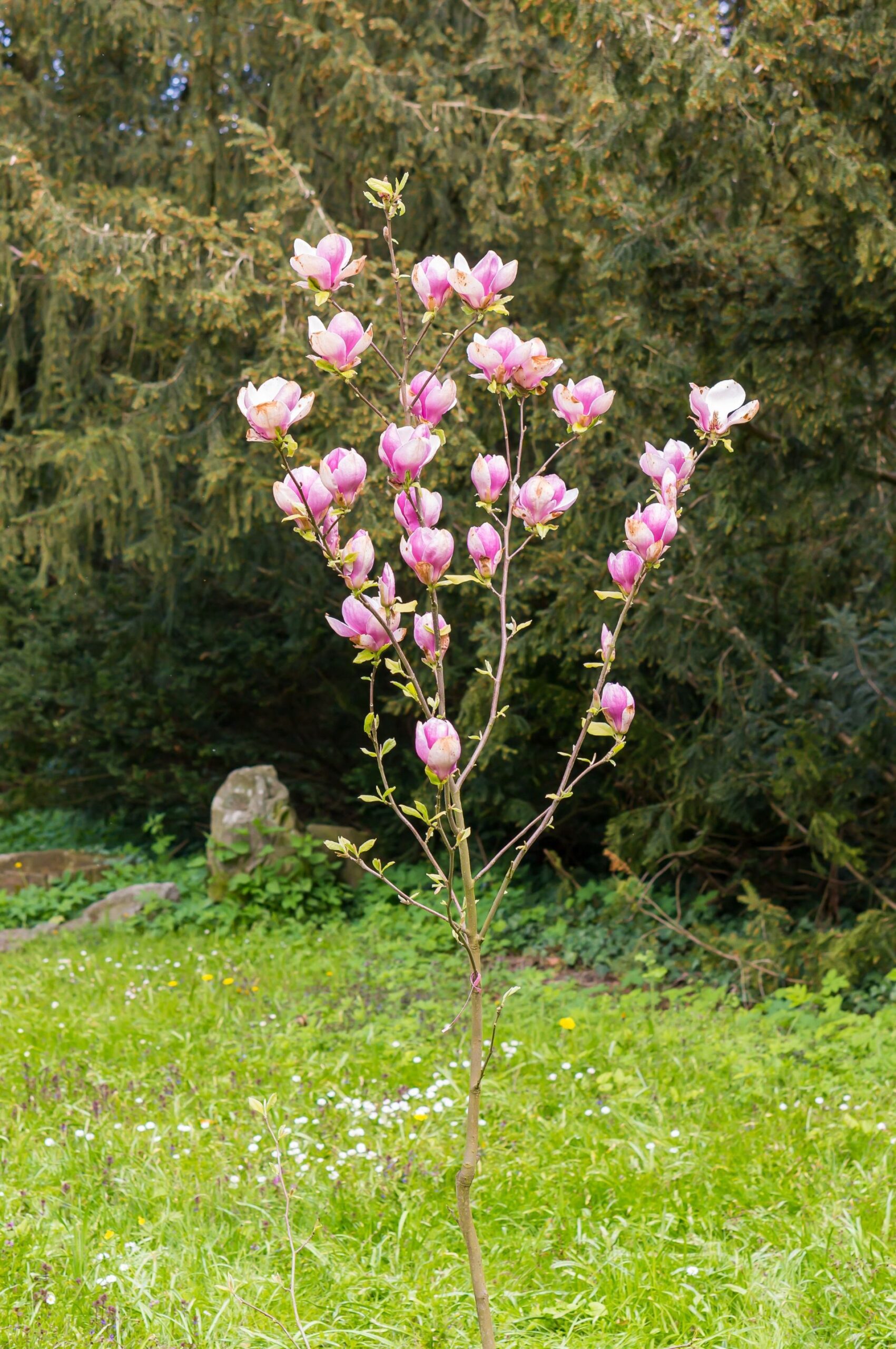 vertical-shot-tree-with-pink-flowers-surrounded-by-other-trees