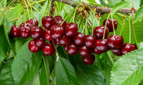 Višeň, nebo třešeň: kterou si vybrat do domácí zahrady?