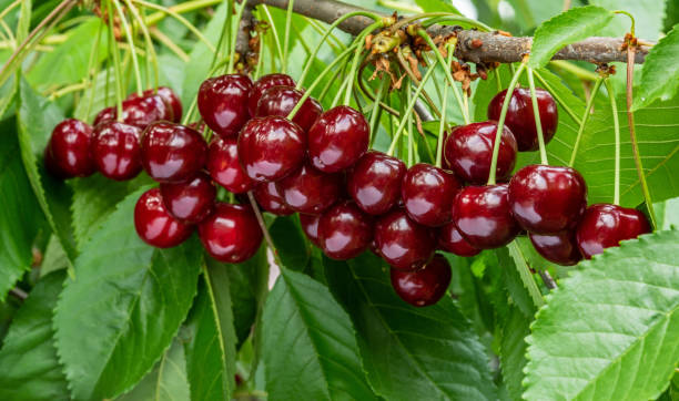 Višeň, nebo třešeň: kterou si vybrat do domácí zahrady?