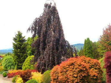 Buk lesní Purple Fountain – elegantní strom s převislou korunou pro každou zahradu