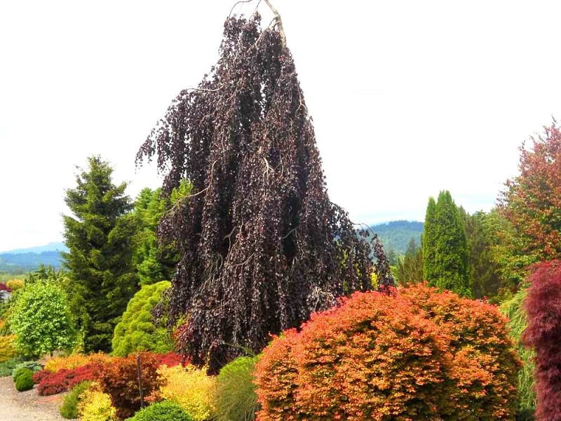 Buk lesní Purple Fountain – elegantní strom s převislou korunou pro každou zahradu